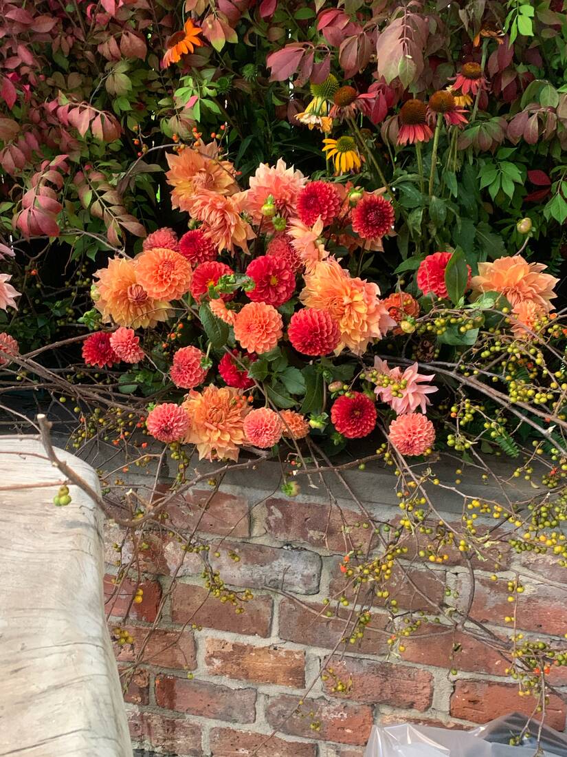 Orange and red dahlias spilling over a brick wall with bittersweet vine